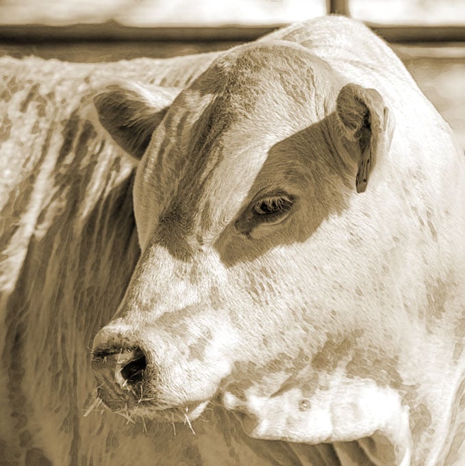 Charolais Cattle portrait