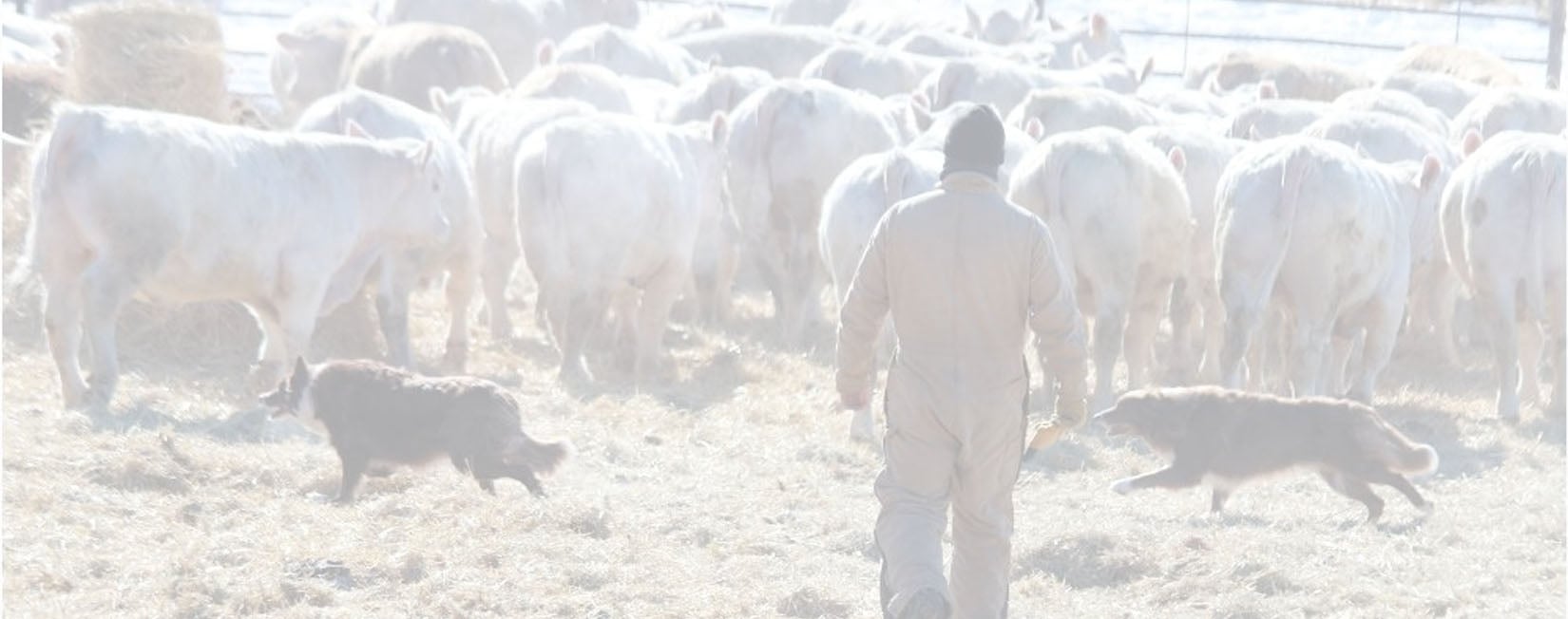 Charolais Cattle feeding