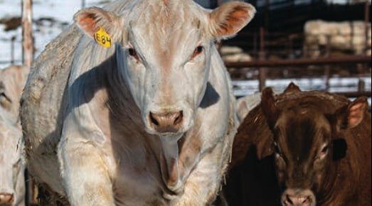 bull sale 2025