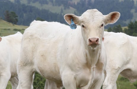 CATTLE SALES