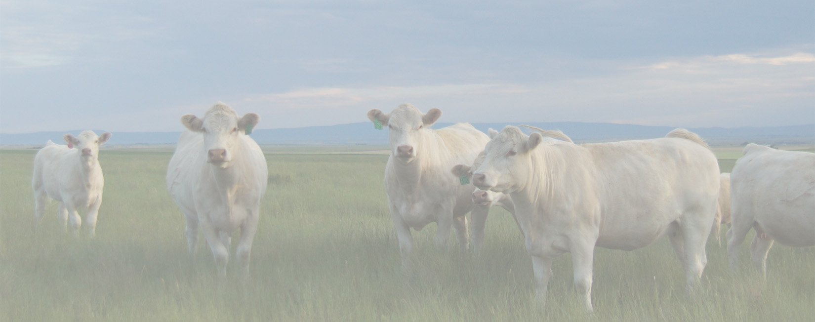 Brevig Charolais cows and calfs