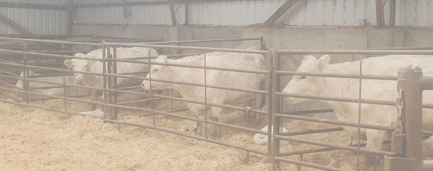 Brevig Charolais heffers