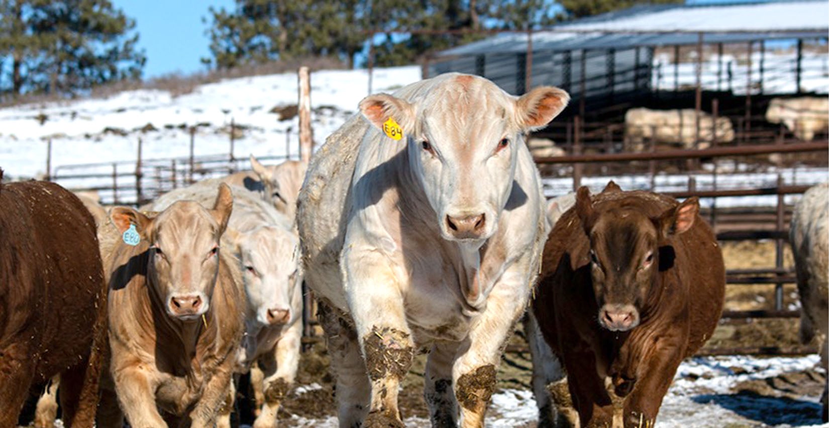 High Performance Charolais Cattle