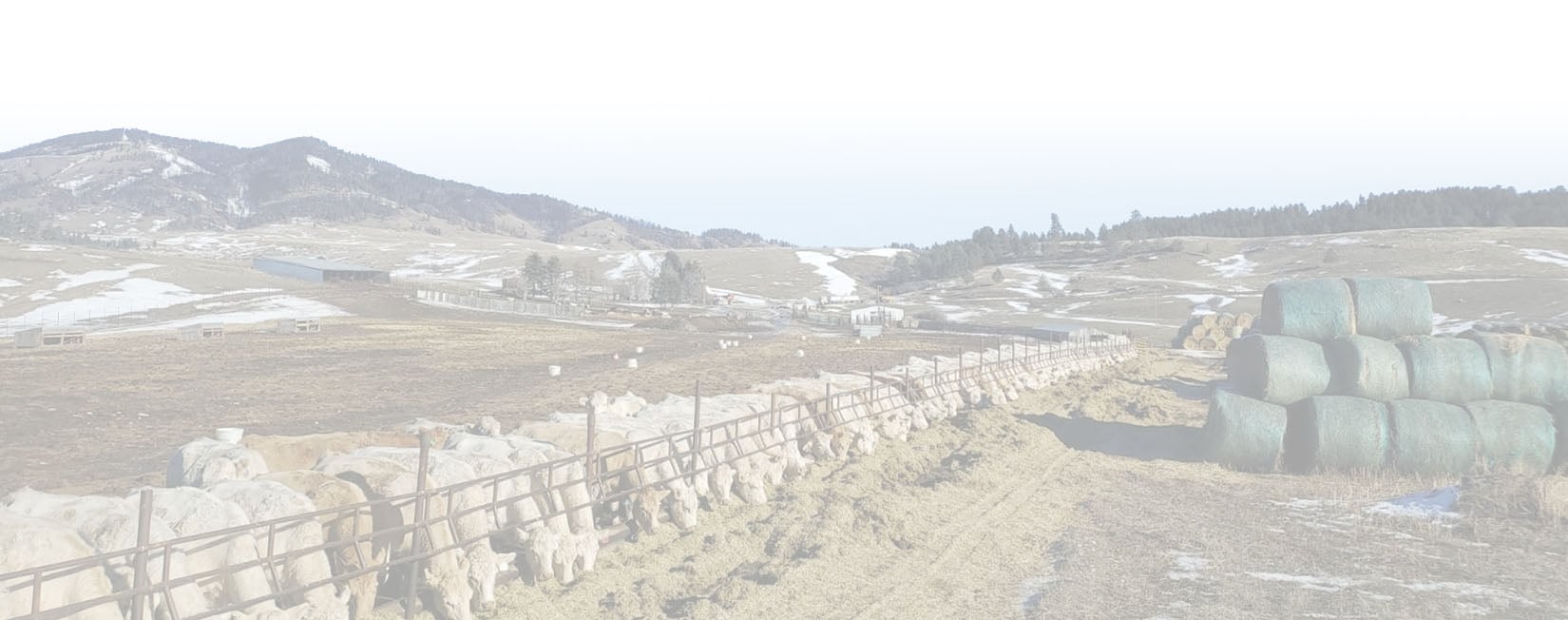 Charolais Cattle feeding
