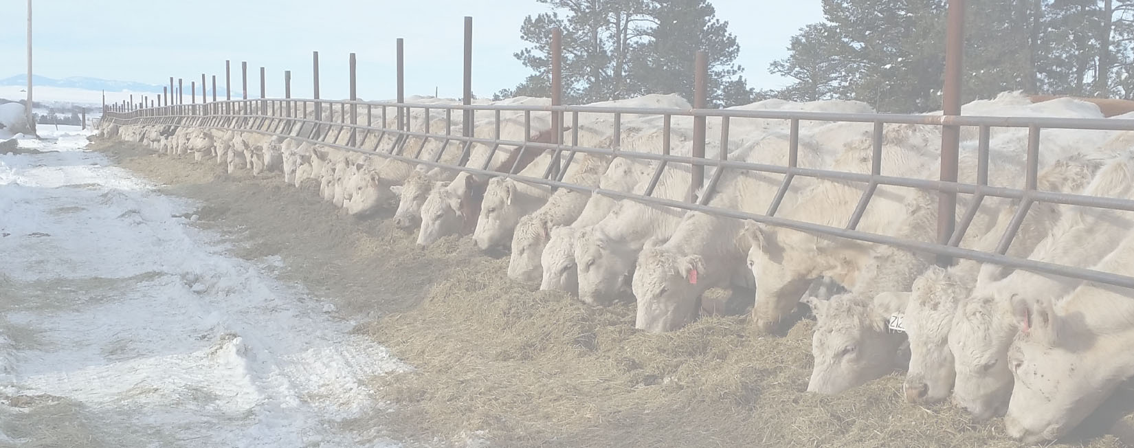 Brevig Charolais cows and calfs